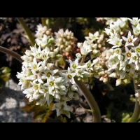 Lierre de Mandchourie - Aceriphyllum Rossii (fam Saxifragees) (Chine) (03)